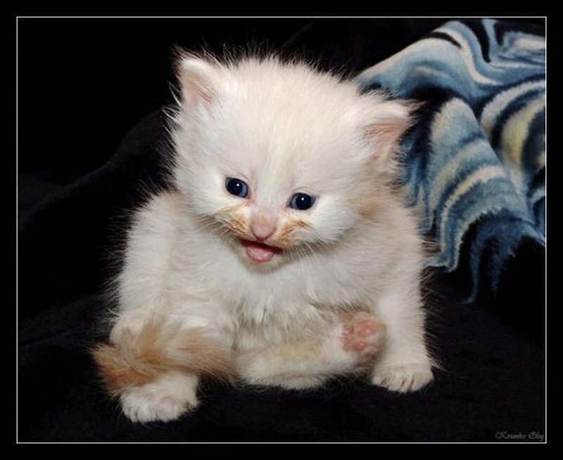 fluffy white kitten with blue eyes