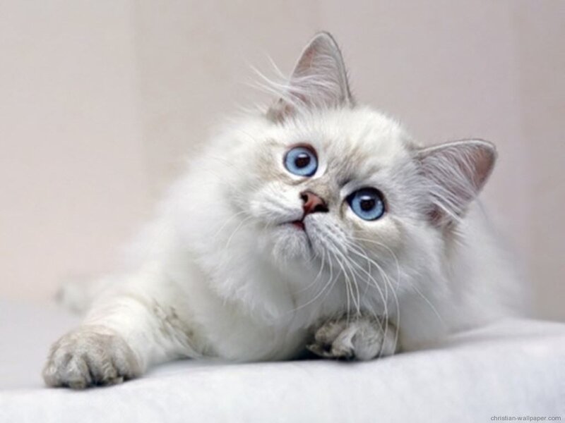 fluffy white kitten with blue eyes