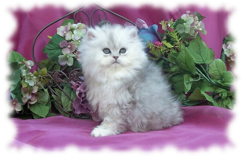fluffy white kitten with blue eyes