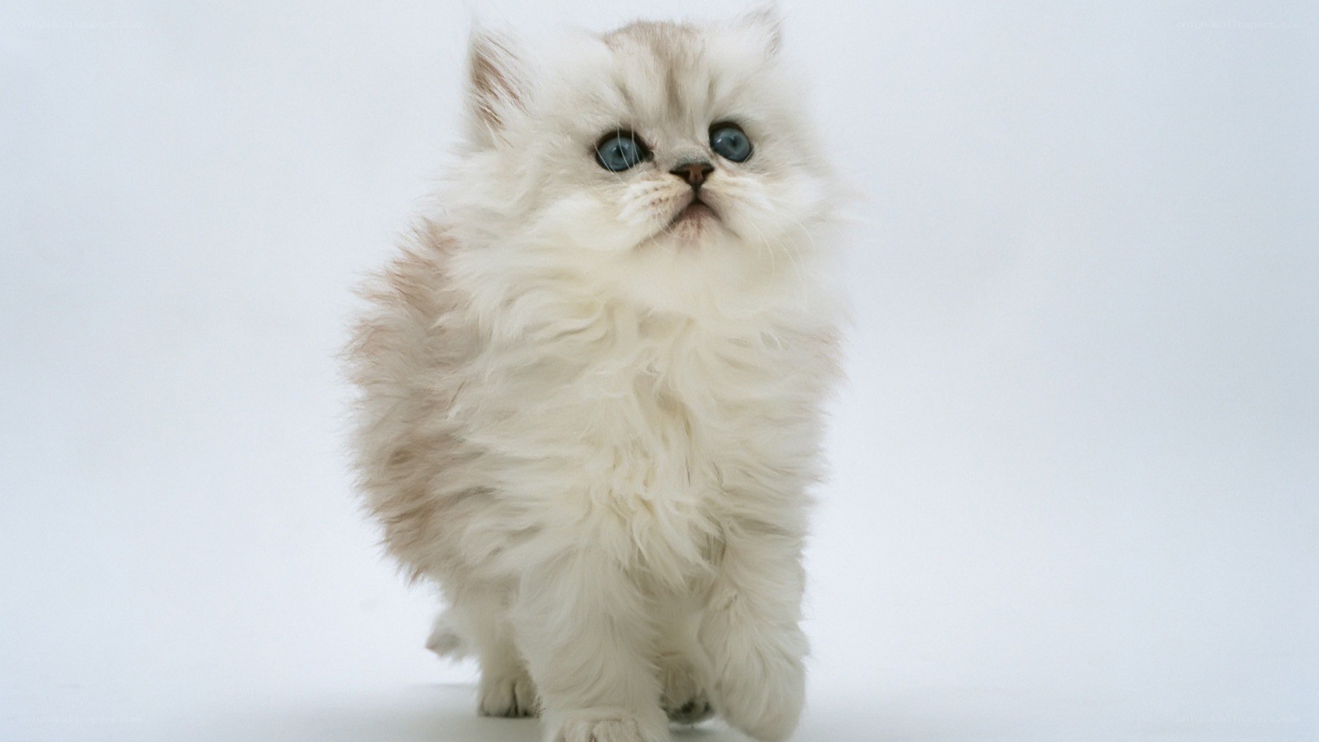 fluffy white kitten with blue eyes