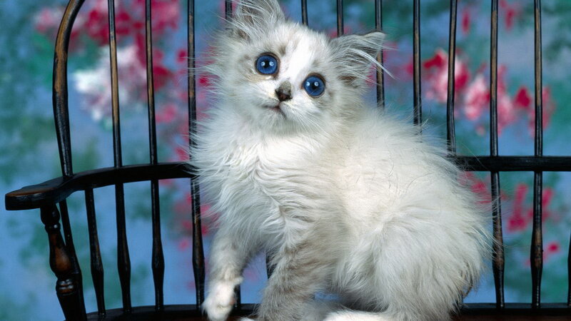 fluffy white kitten with blue eyes