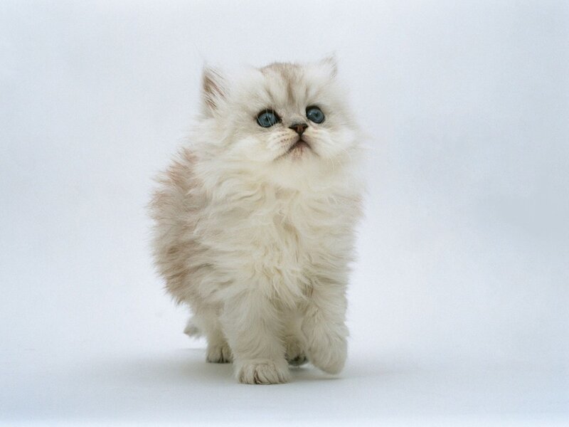 fluffy white kitten with blue eyes