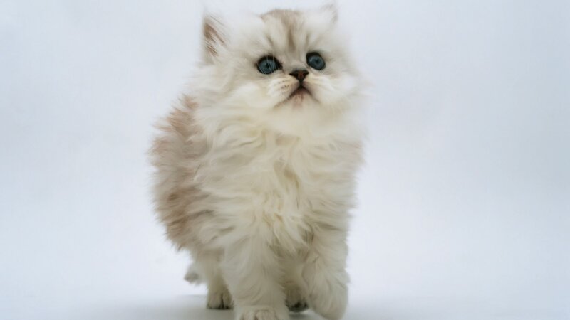 fluffy white kitten with blue eyes