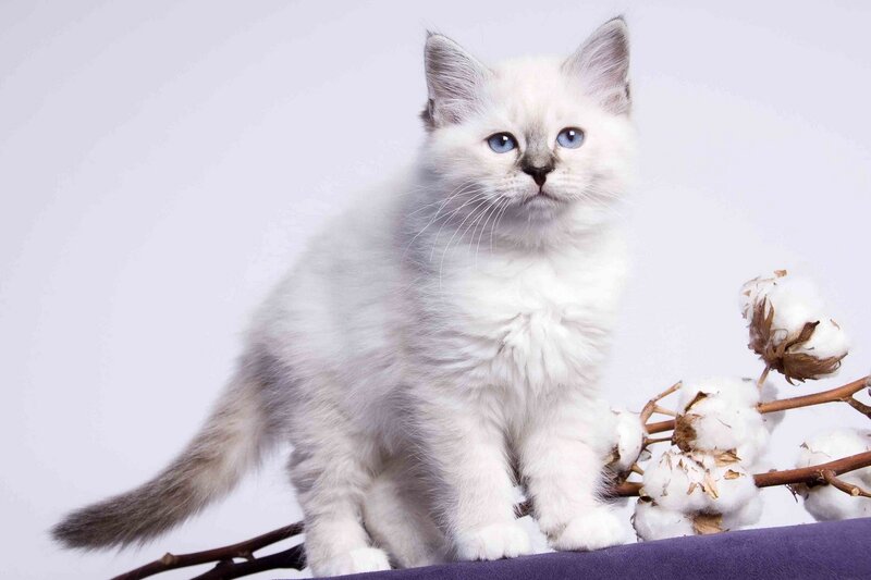 fluffy white kitten with blue eyes