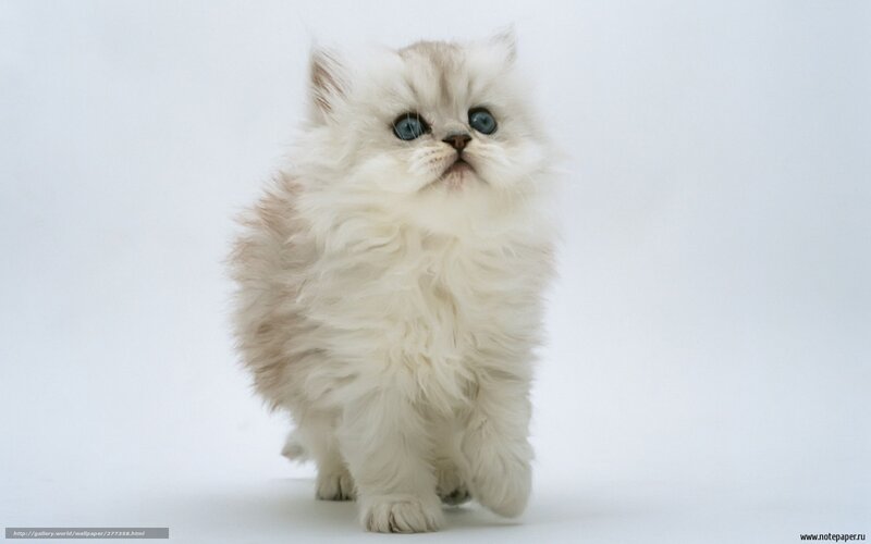 fluffy white kitten with blue eyes