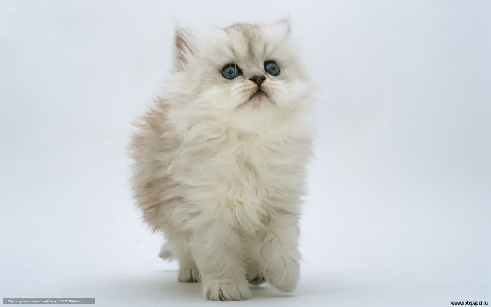 fluffy white kitten with blue eyes