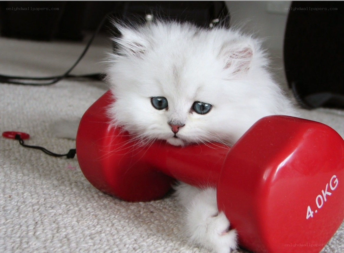 fluffy white kitten with dumbbell