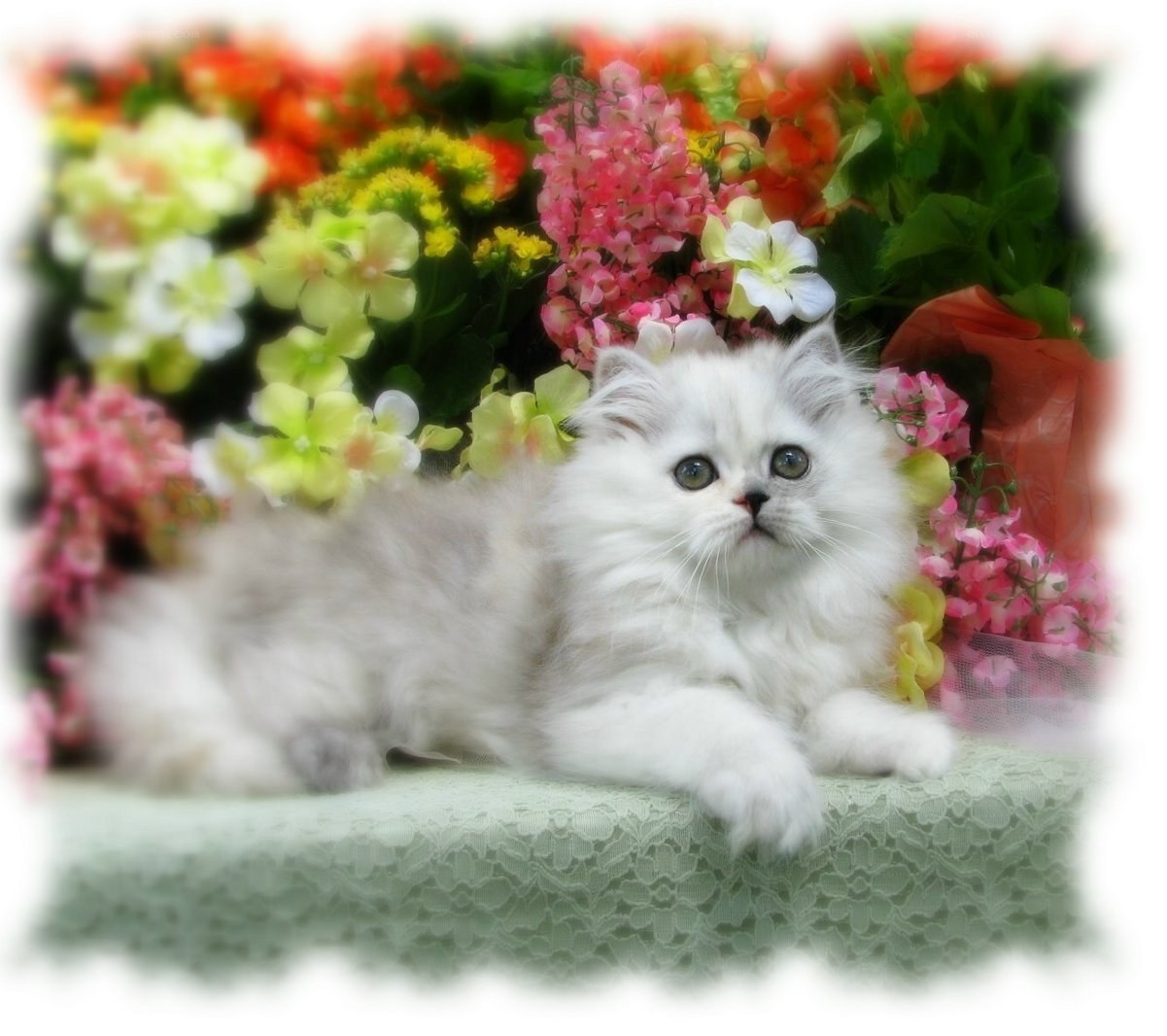 fluffy white kitten with flowers