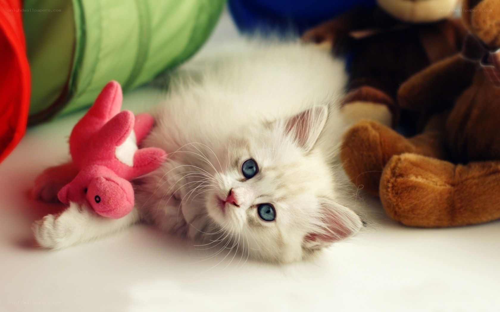 fluffy white kitten with toys