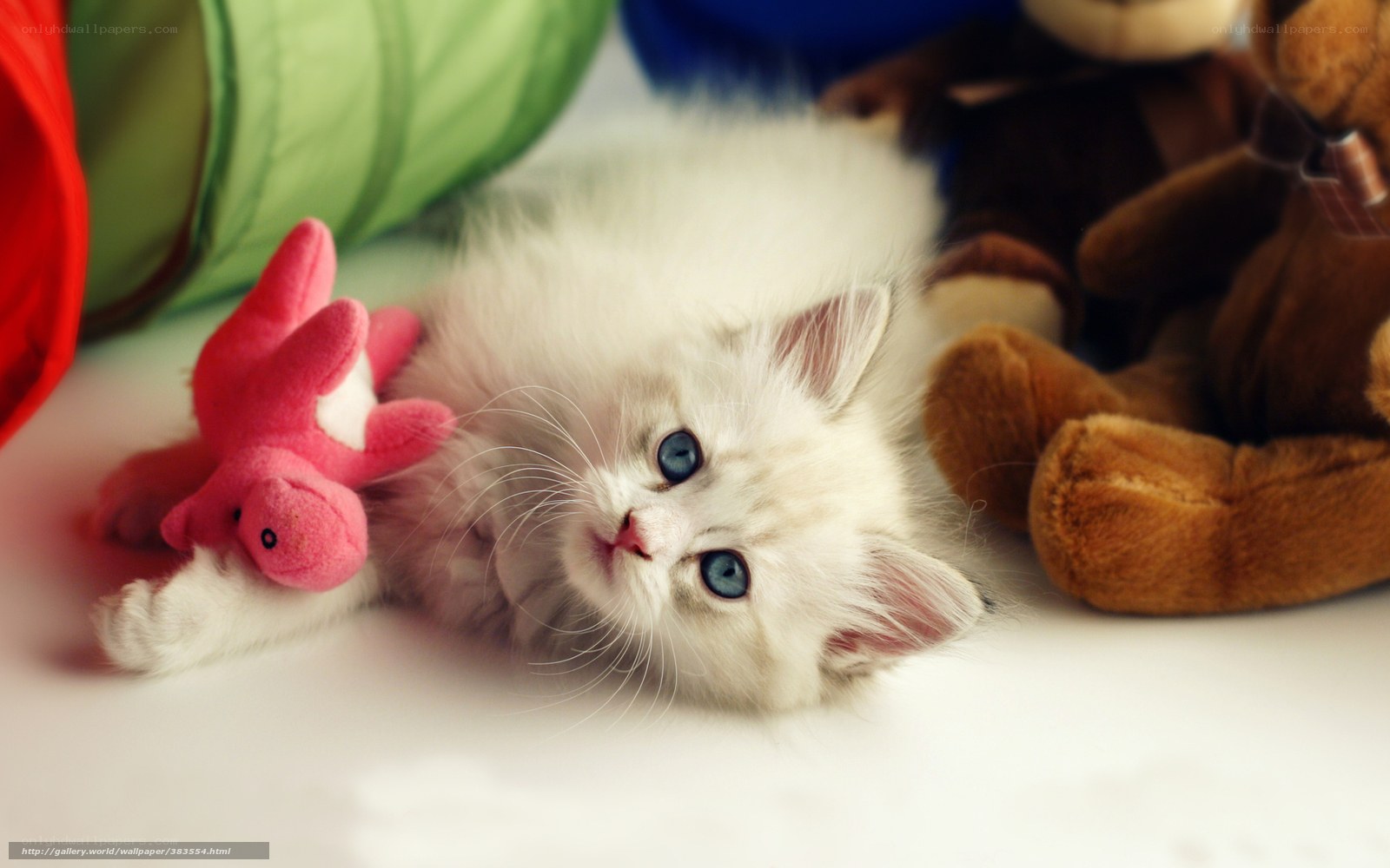 fluffy white kitten with toys