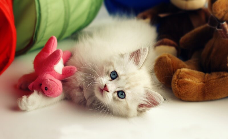 fluffy white kitten with toys
