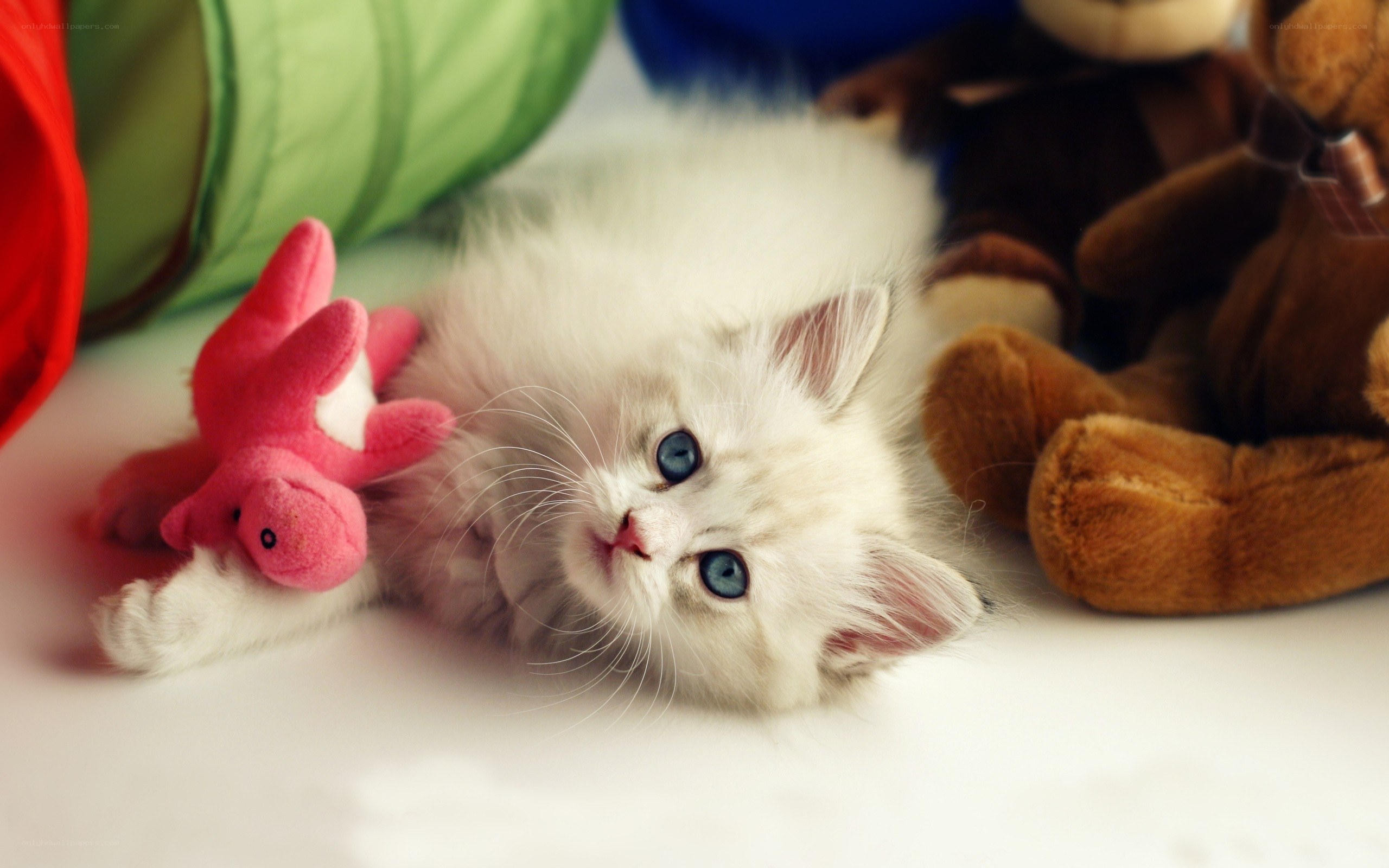 fluffy white kitten with toys