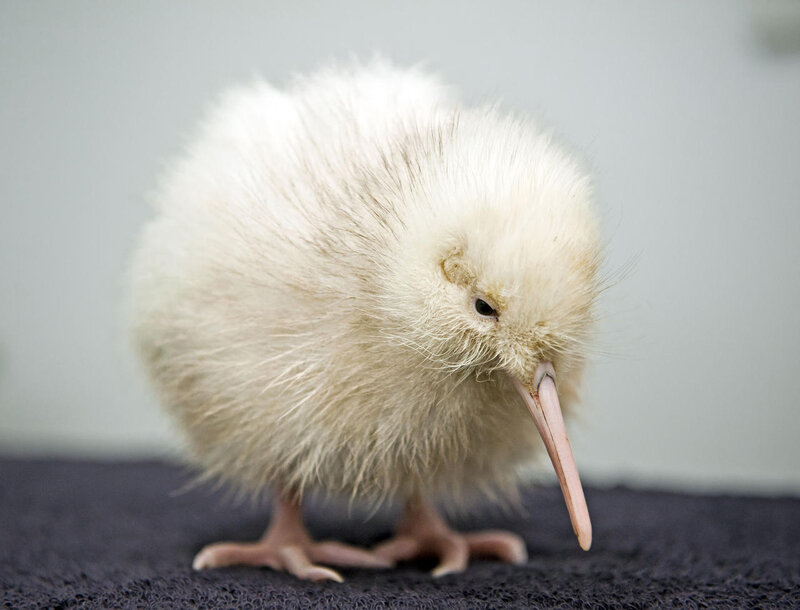 fluffy white kiwi chick