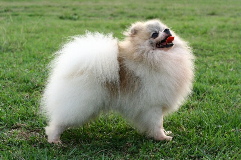 Fluffy White Pomeranian — Playful