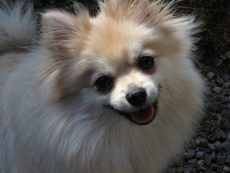 Fluffy White Pomeranian