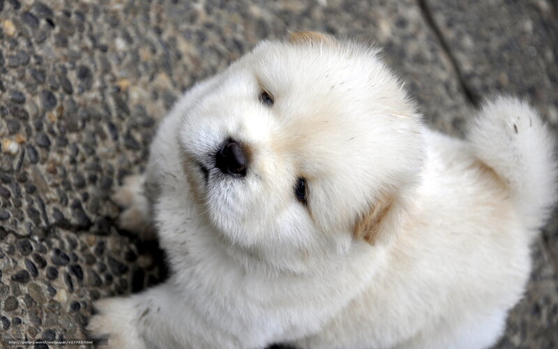 fluffy white puppy