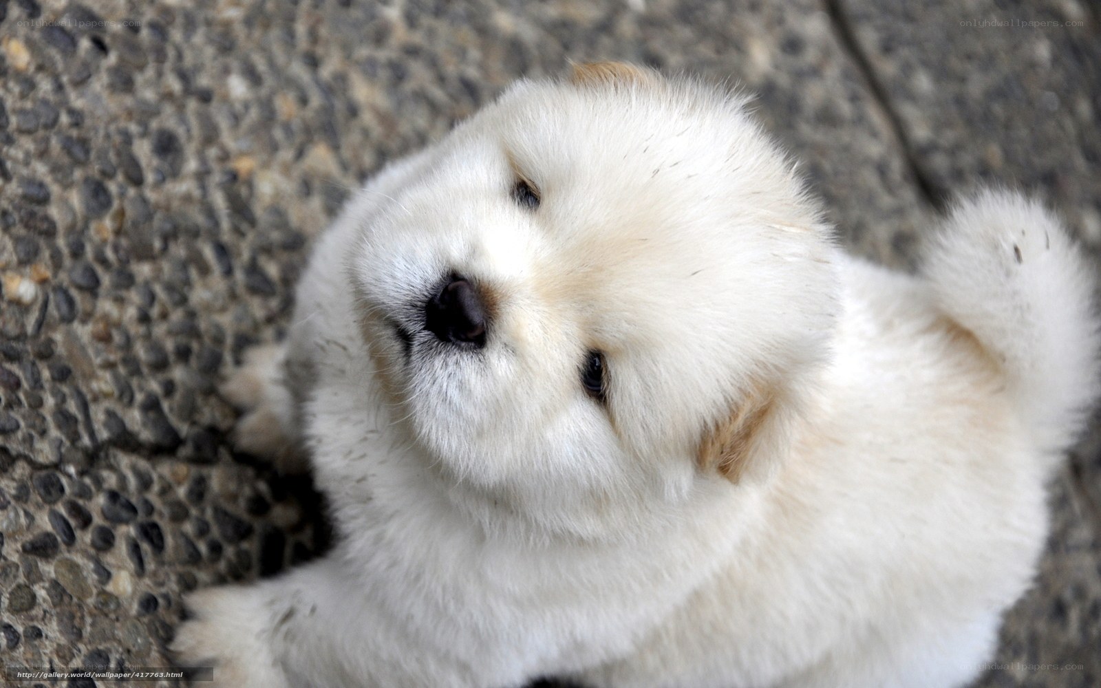fluffy white puppy