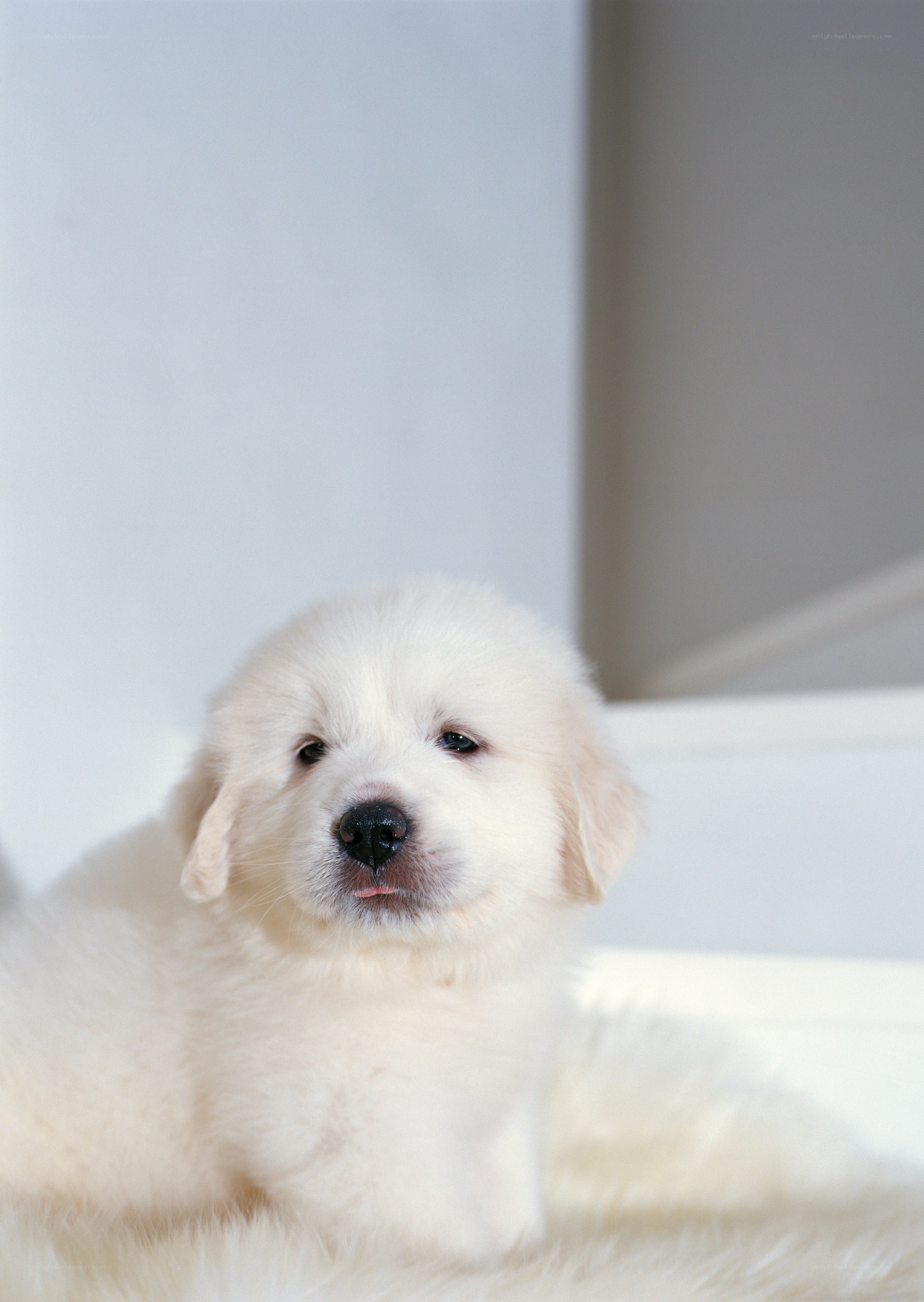 fluffy white puppy
