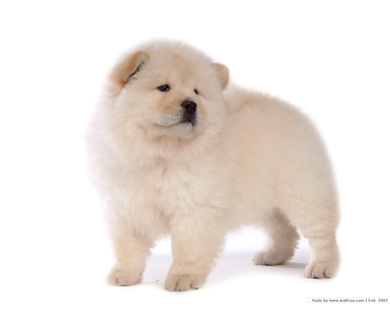 fluffy white puppy