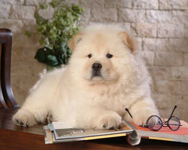 Fluffy White Puppy — Calm, Photograph, Book