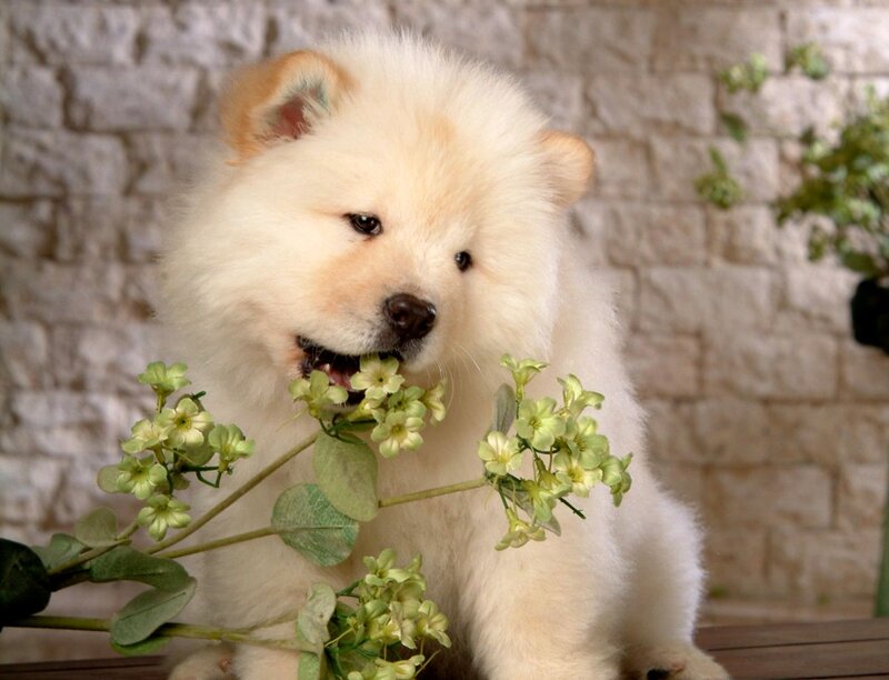Fluffy White Puppy — Calm, Photograph, Flowers