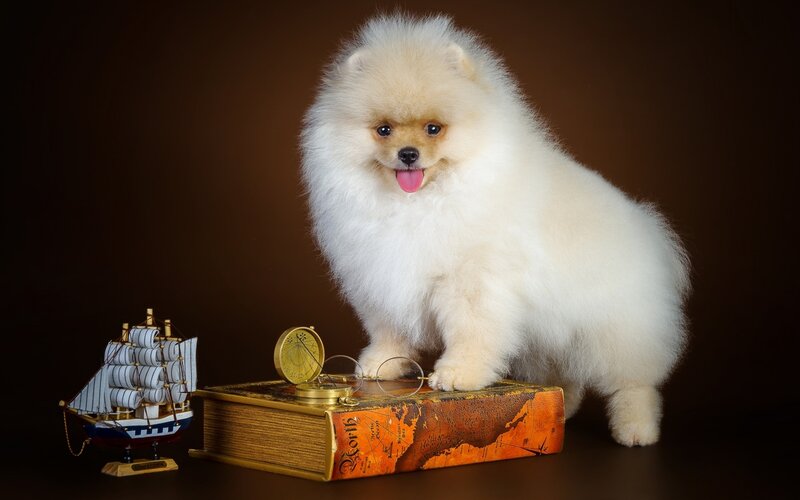 Fluffy White Puppy — Calm, Photograph, Ship Model