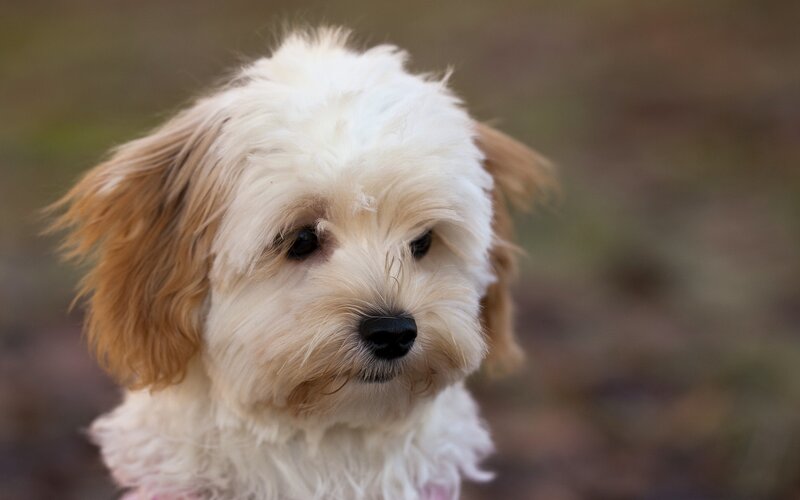 Fluffy White Puppy — Calm, Photograph