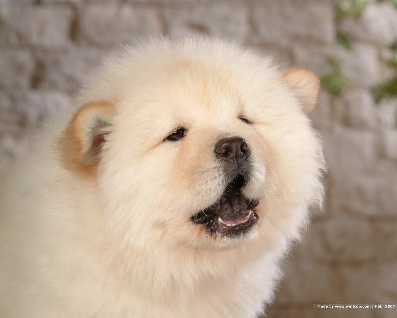 fluffy white puppy close-up