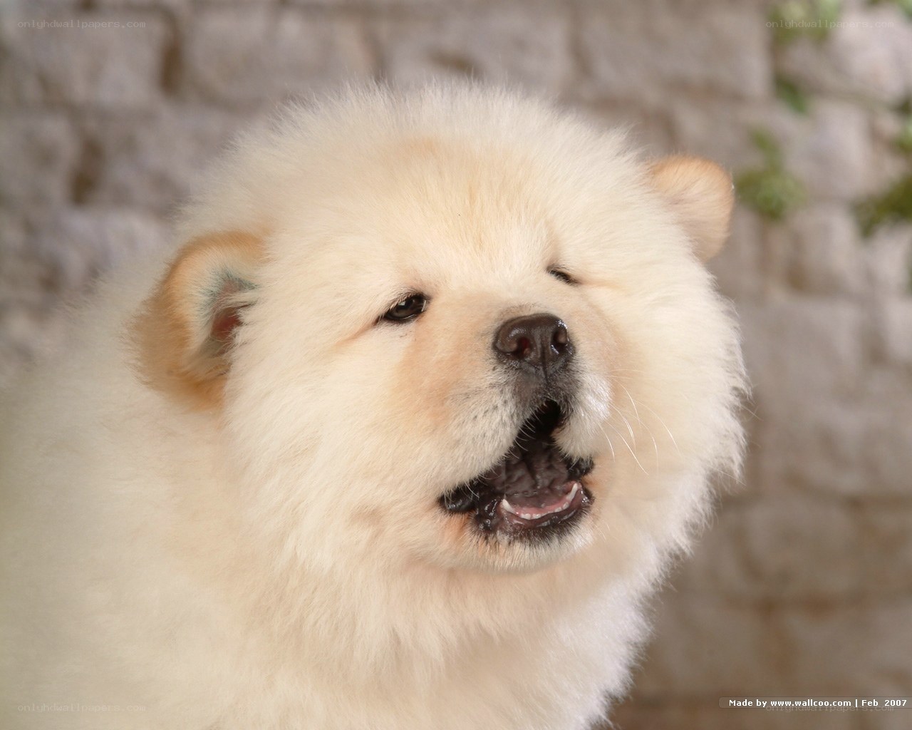 fluffy white puppy close-up
