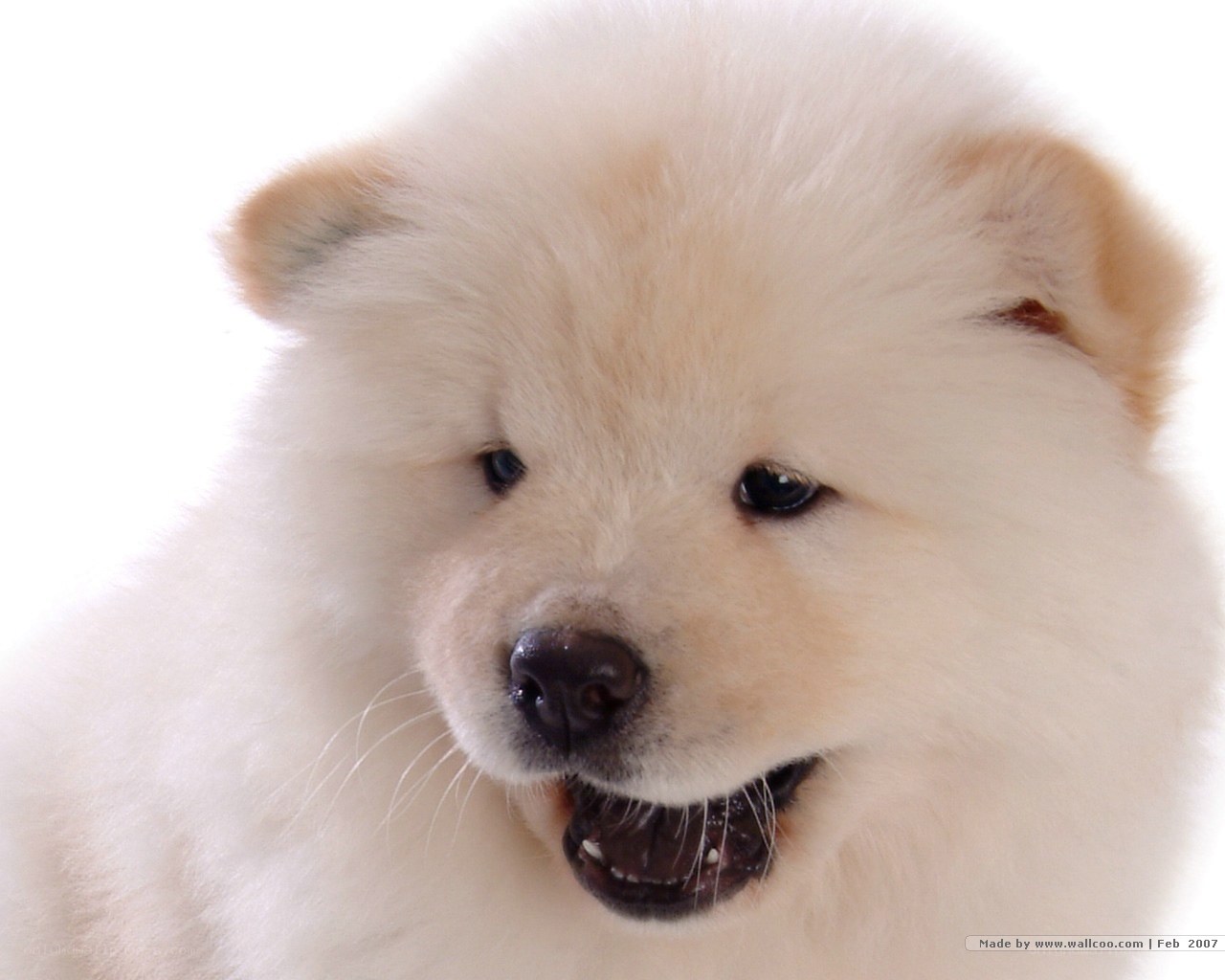fluffy white puppy close-up