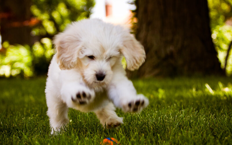 Fluffy White Puppy — Green