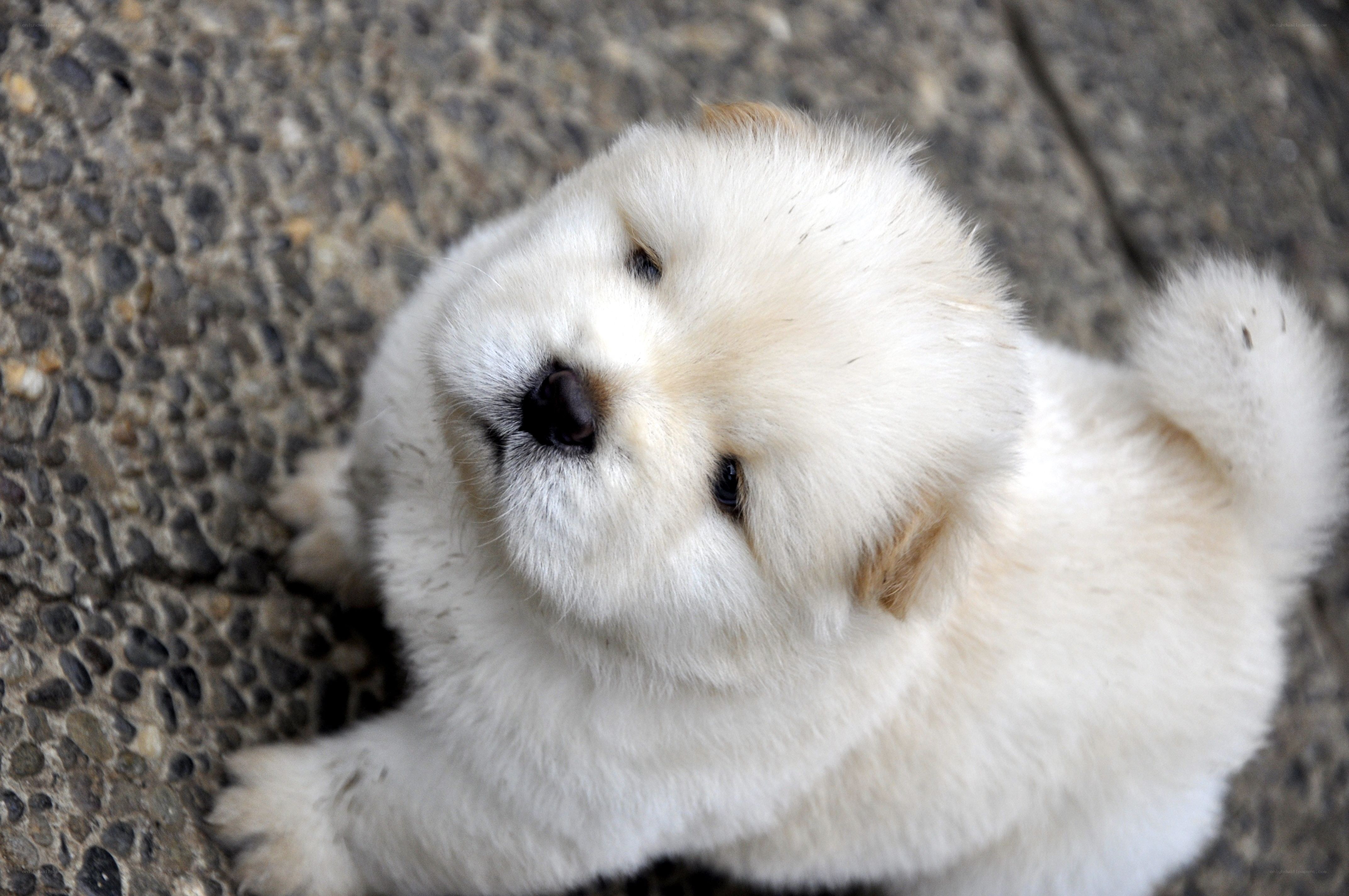 fluffy white puppy looking up