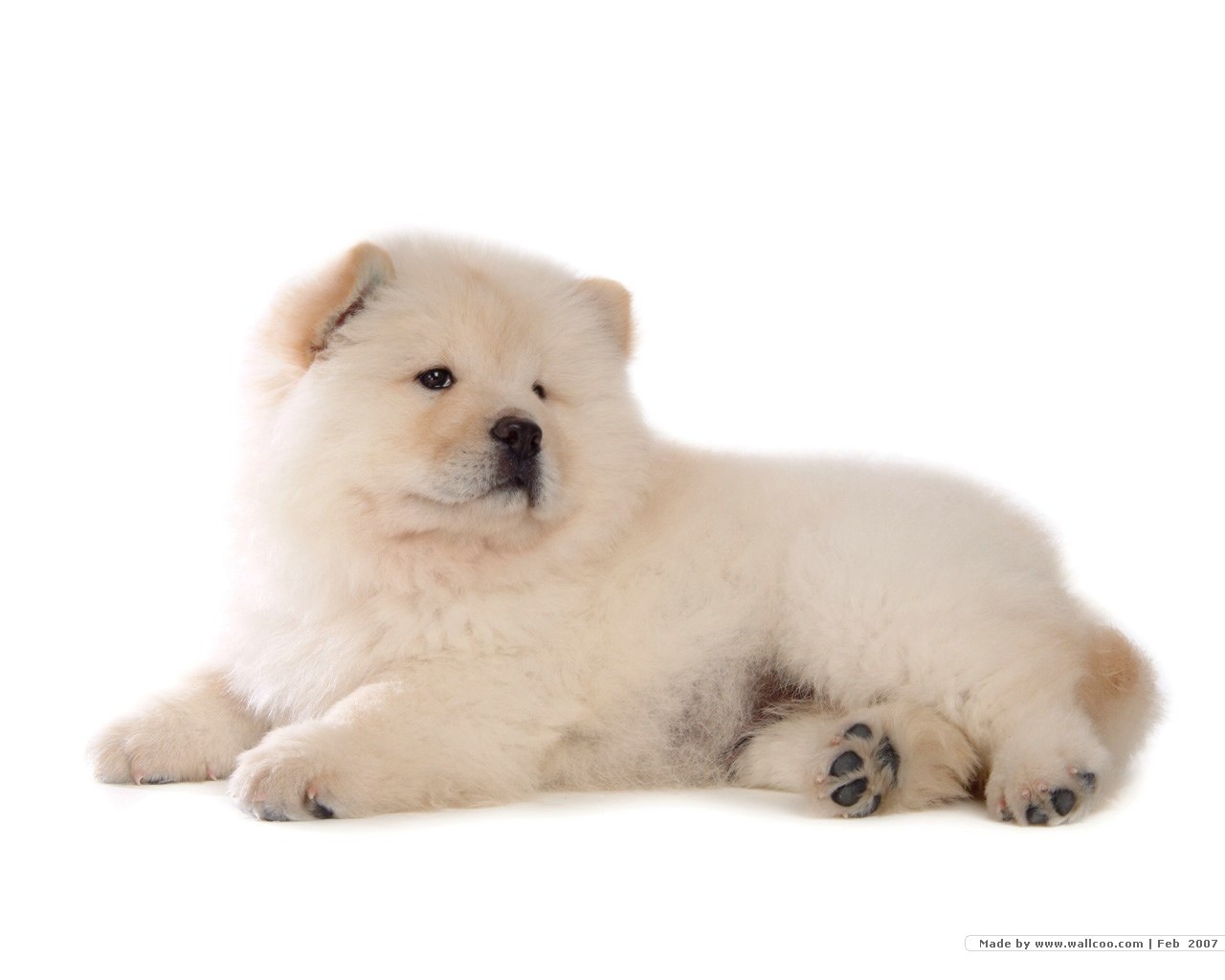 fluffy white puppy lying down