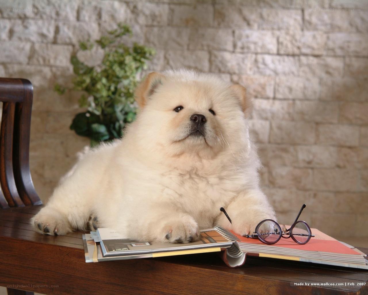 fluffy white puppy on a table