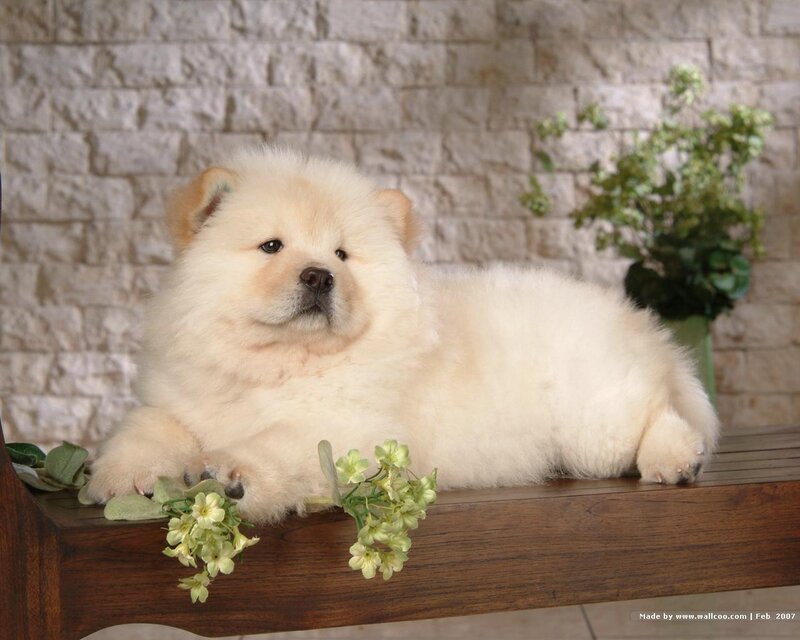 fluffy white puppy on bench