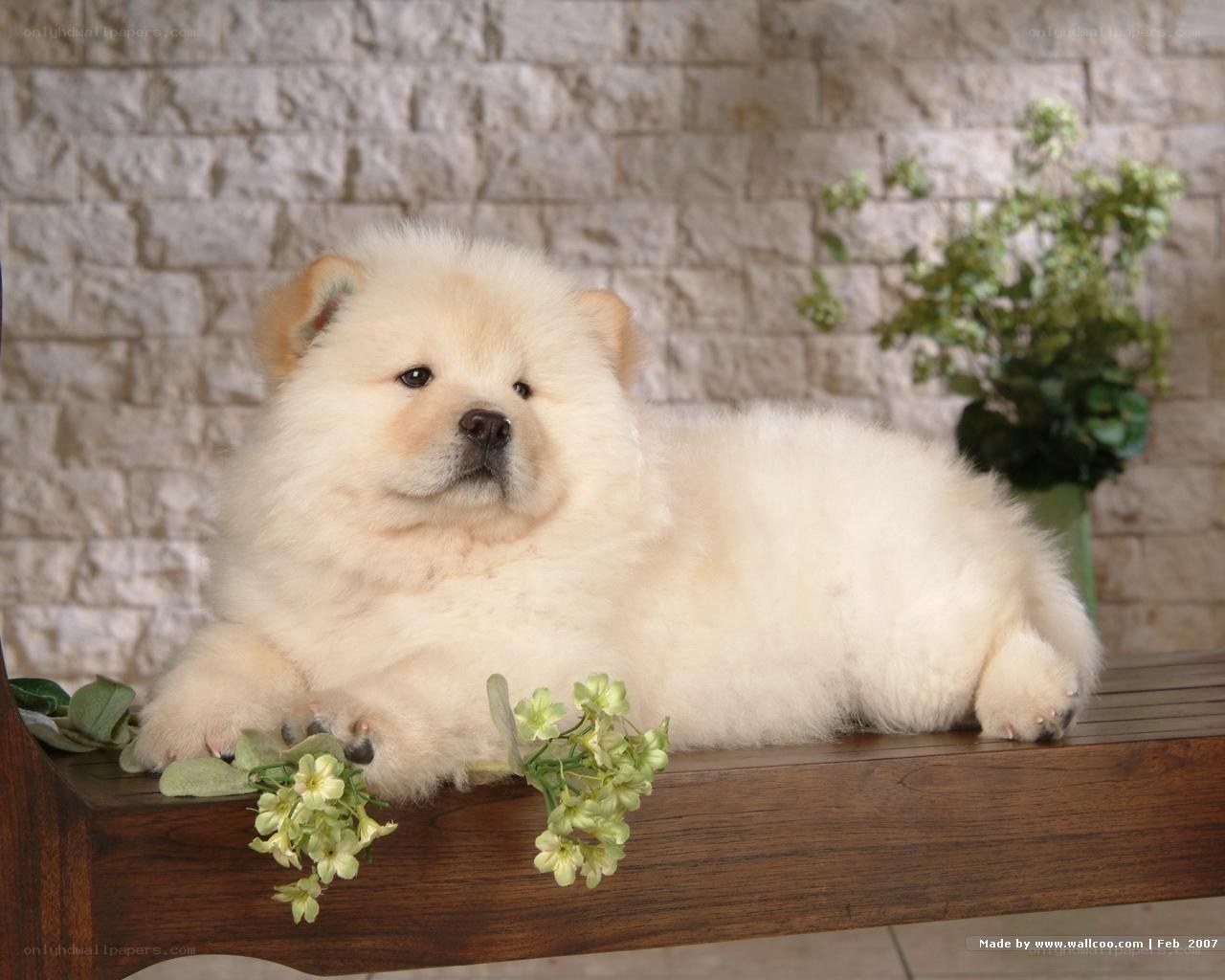 fluffy white puppy on bench