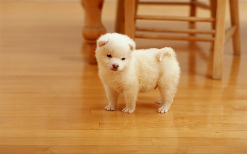 fluffy white puppy on floor