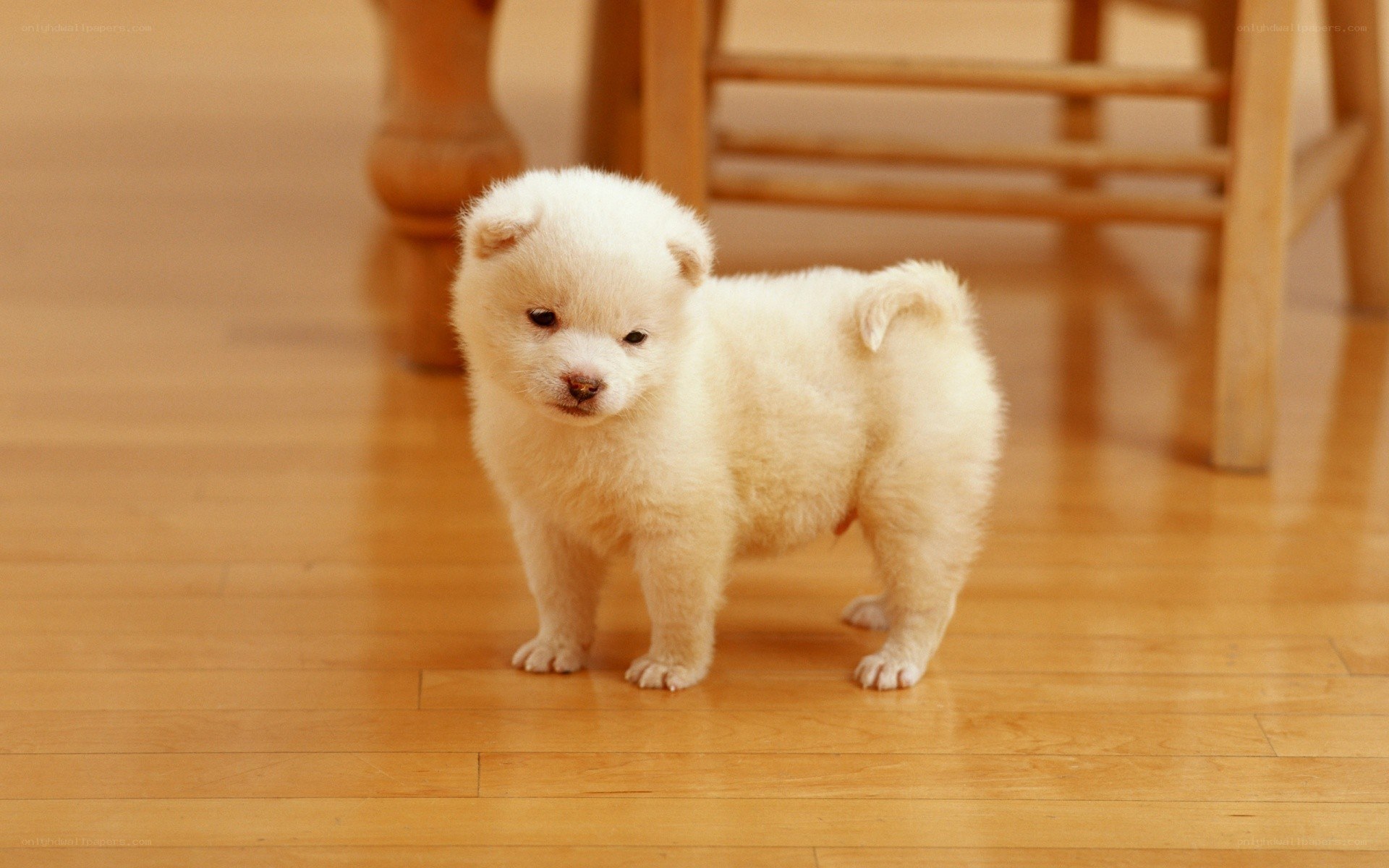 fluffy white puppy on floor