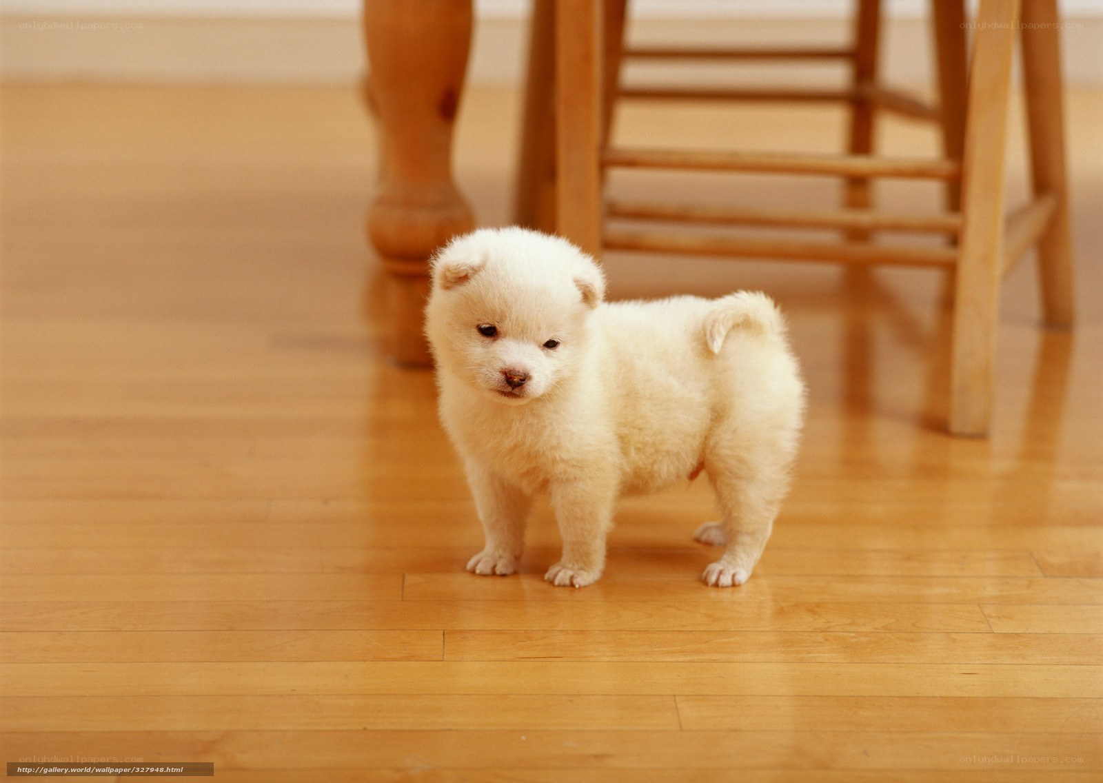 fluffy white puppy on floor