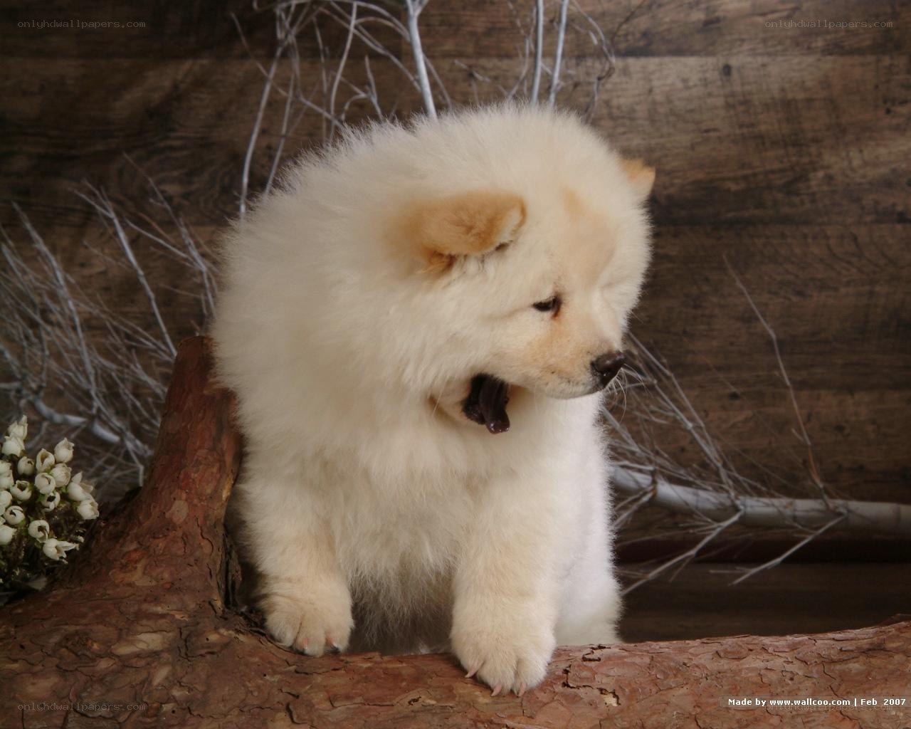fluffy white puppy on log