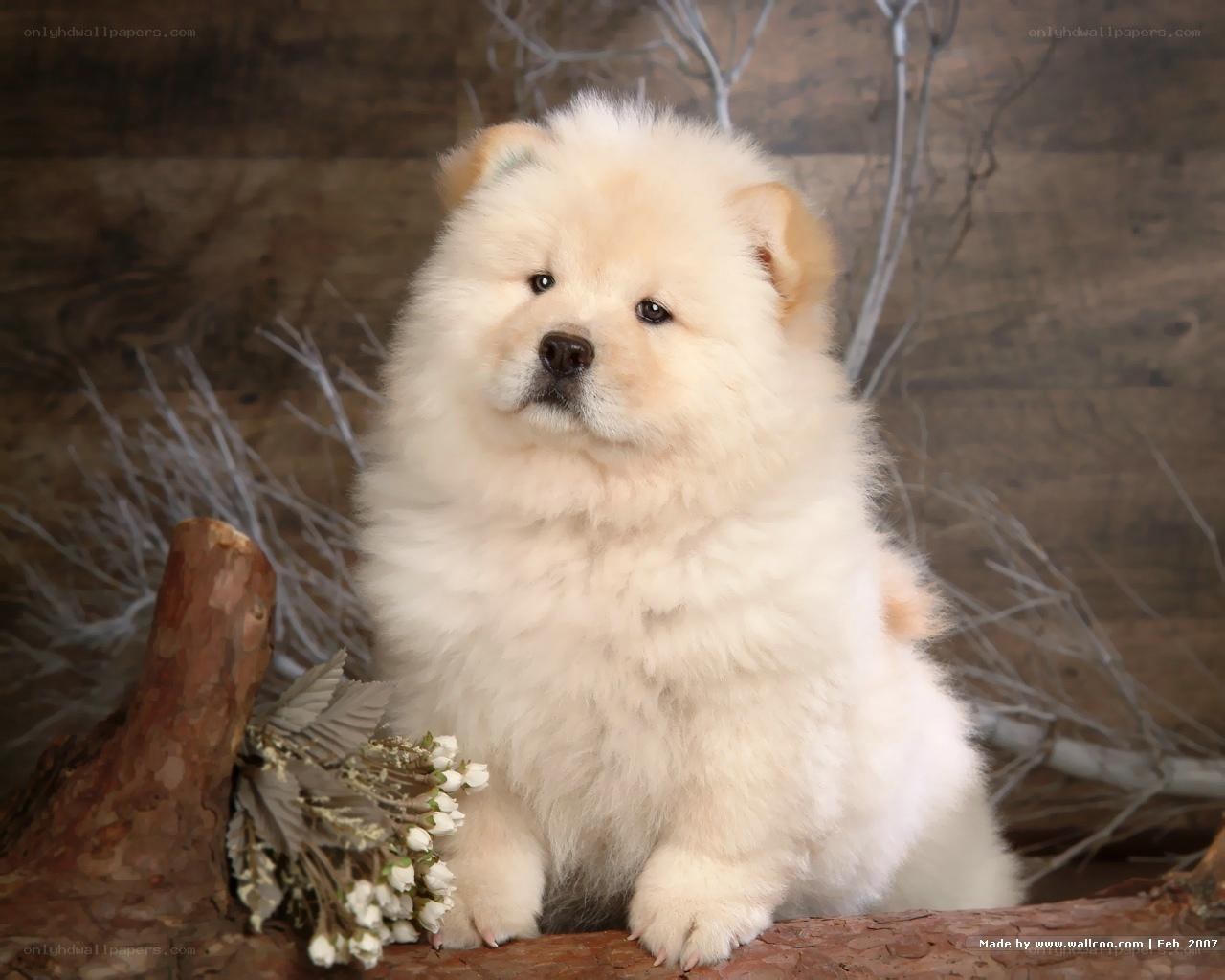 fluffy white puppy on log