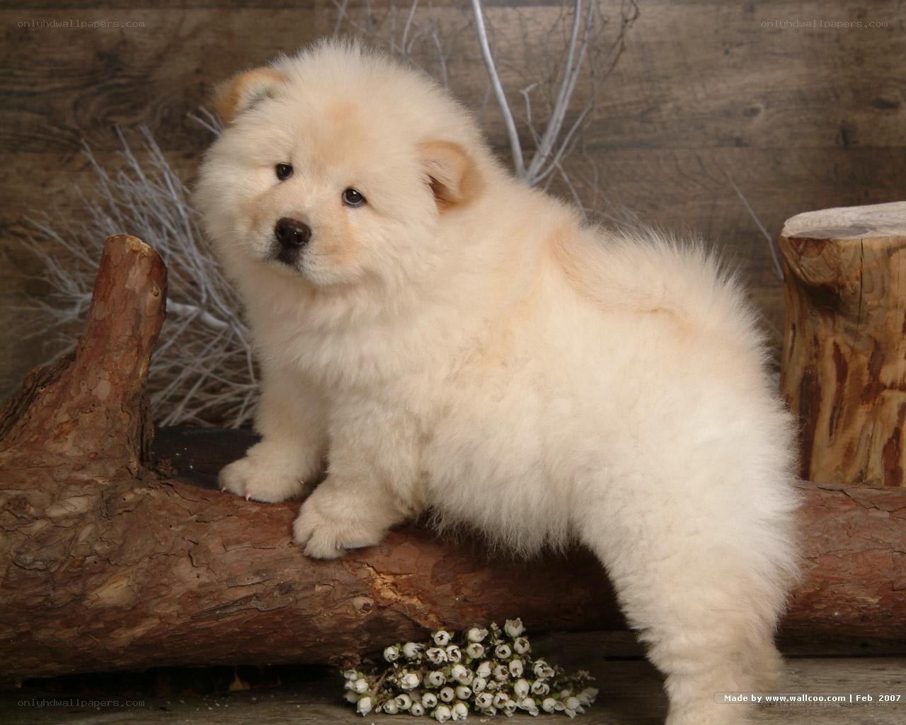 fluffy white puppy on log