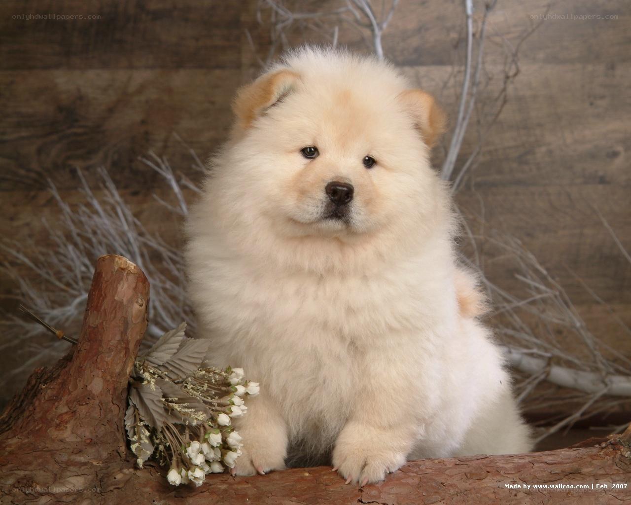 fluffy white puppy on log