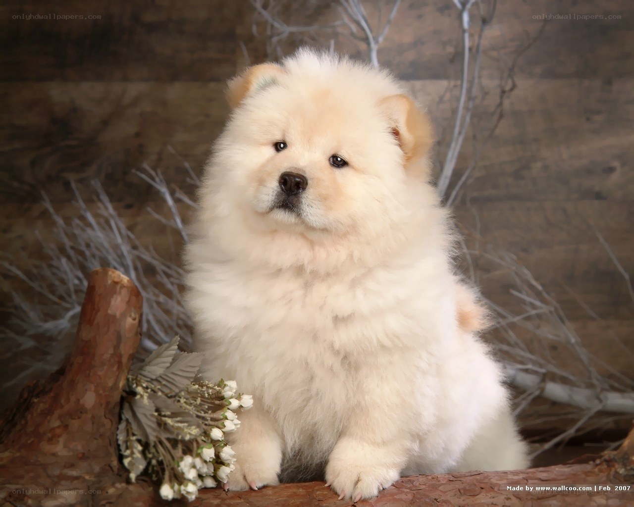 fluffy white puppy on log