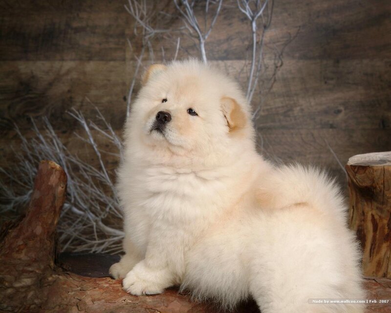 fluffy white puppy on wood