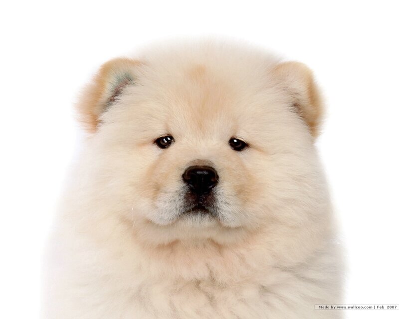 fluffy white puppy portrait
