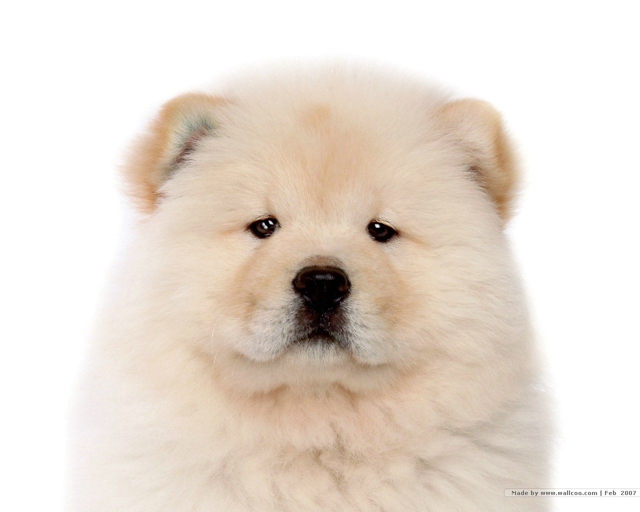 fluffy white puppy portrait