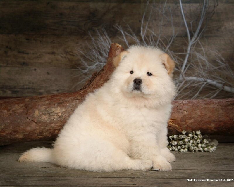 fluffy white puppy sitting