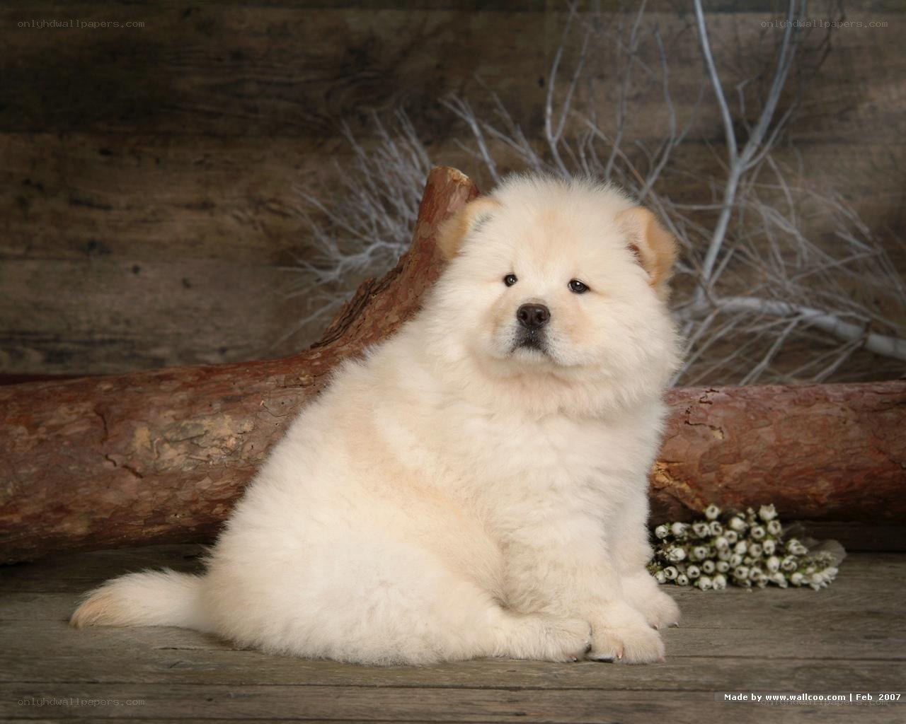 fluffy white puppy sitting