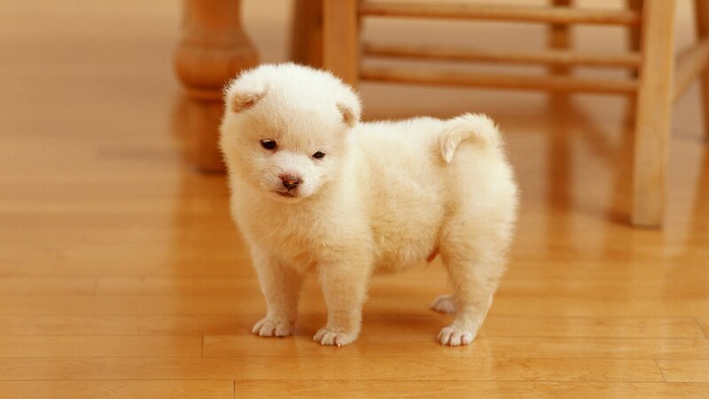 fluffy white puppy standing